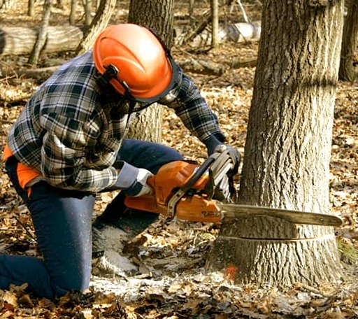 Tree Removal in Byhalia, MS